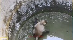 O iubire adevărată O iubire adevărată