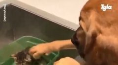 Fără cuvinte