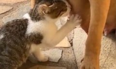 Mama tot mamă rămâne Mama tot mamă rămâne