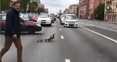 O familie de rățuște traversează strada