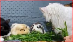 Familia ideală Familia ideală